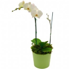 Phalaenopsis Orchid